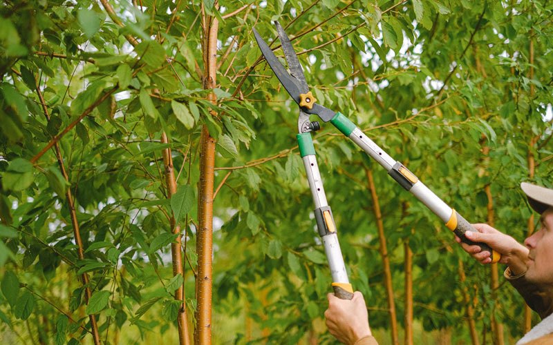 Tree trimming in Odanah, WI