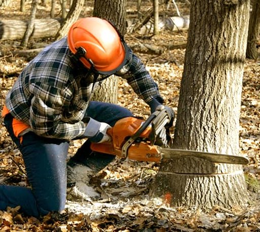 Tree Removal in Odanah, WI